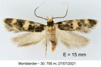 Oegoconia novimundi