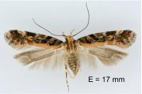 Aristotelia decoratella