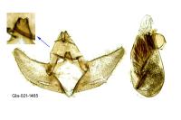 Eupoecilia angustana