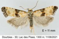 Eupoecilia angustana
