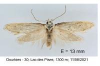 Herrichia excelsella