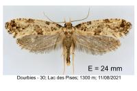Morophaga choragella