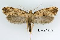Morophaga choragella