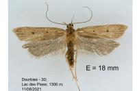 Acompsia antirrhinella