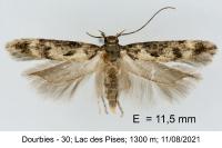 Caryocolum vicinellum