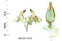 Oxypteryx wilkella