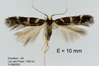 Oxypteryx wilkella
