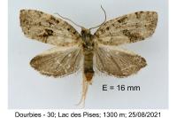 Dichelia histrionana