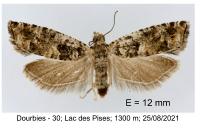 Epinotia cedricida