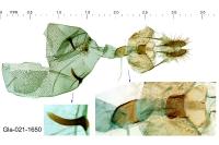 Epinotia pusillana