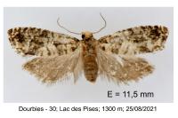 Epinotia pusillana