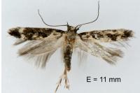 Caryocolum vicinellum
