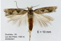 Caryocolum marmoreum marmoreum