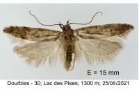 Teleiopsis diffinis