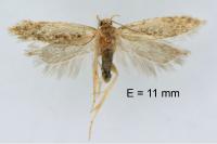 Bryotropha senectella