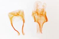 Leptopterix plumistrella