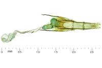 Coleophora dianthi