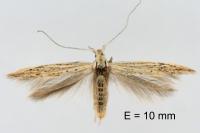 Coleophora dianthi