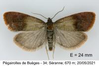 Pelatea klugiana