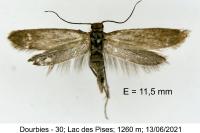 Glyphipterix fuscoviridella