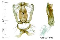 Aproaerema larseniella