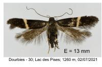 Aproaerema larseniella