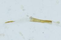 Caloptilia elongella