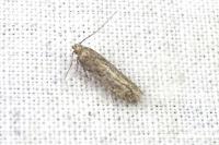Scrobipalpa obsoletella