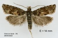 Pelochrista fusculana