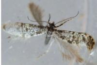 Bankesia conspurcatella