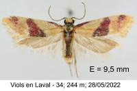 Diceratura amaranthica