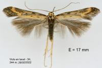 Metzneria intestinella