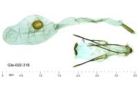 Epermenia pontificella