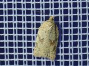 Acleris ferrugana/notana