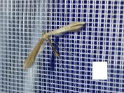 Emmelina monodactyla