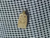 Agonopterix ciliella/heracliana