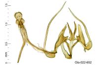 Parastenolechia nigrinotella