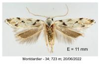 Parastenolechia nigrinotella