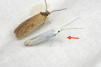 Coleophora kuehnella