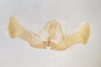 Eucosma cana