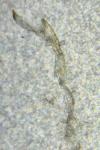 Oegoconia novimundi