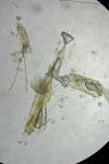 Cnephasia incertana