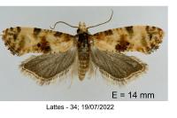 Cochylimorpha alternana