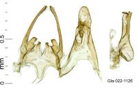 Scrobipalpa salinella