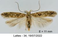 Scrobipalpa salinella