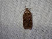 Agonopterix ciliella/heracliana