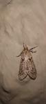 Diurnea fagella