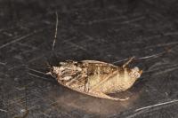 Diurnea fagella