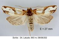 Eugnosta magnificana