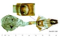 Notocelia roborana